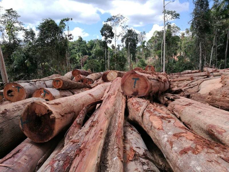 Longgokan kayu balak yang tidak sempat dibawa keluar 