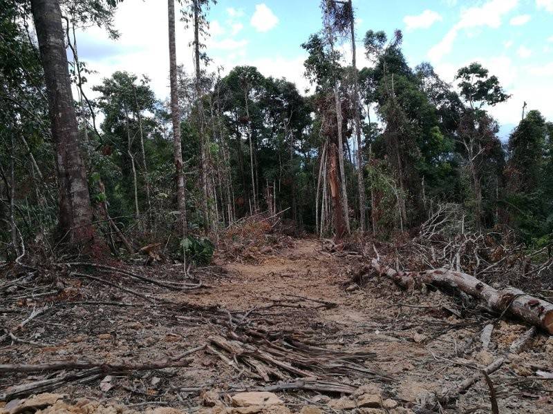 Salah satu lokasi pembalakan berhampiran penempatan masyarakat orang asli di Gerik, Perak. 