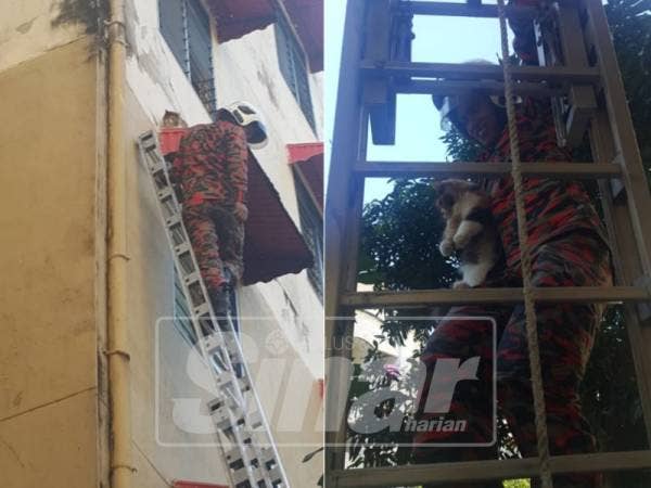 Kucing parsi itu berjaya diturunkan dalam keadaan selamat.