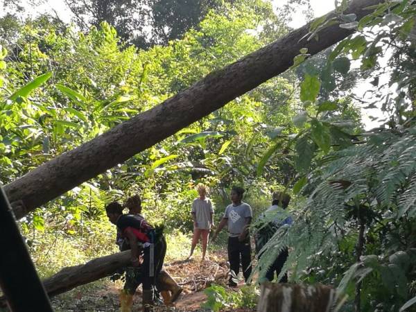 Beberapa penduduk orang asli memotong pokok tumbang yang menghalang laluan mereka untuk ke satu lokasi perkuburan nenek moyang dahulu yang terjejas akibat pembalakan