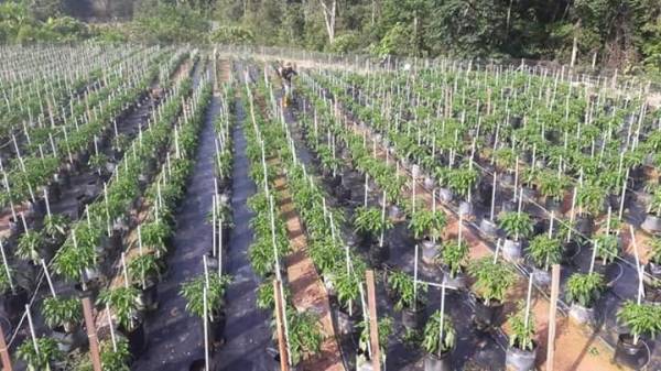 Sebanyak 2,020 polibeg diusahakan di ladang cili milik koperasi terbabit.
