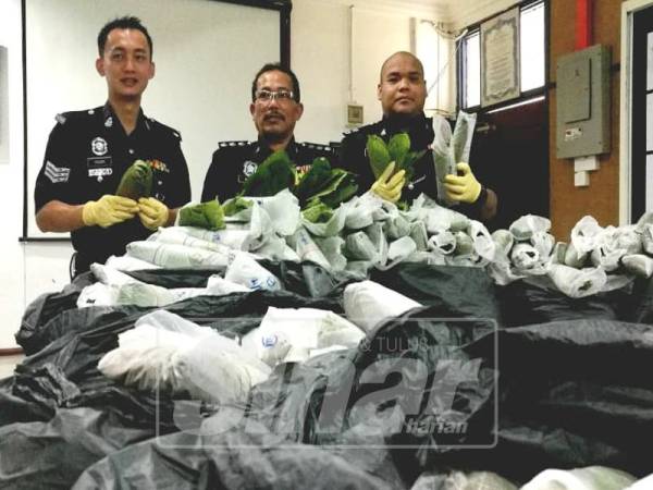 Nik Ahmad Kamil (tengah) menunjukkan daun ketum yang berjaya dirampas Rabu lalu.