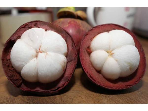 Manggis terbaik dikatakan dari Raub dan Bentong.