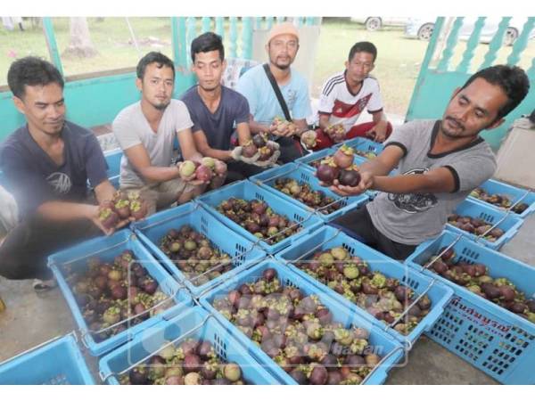 Manggis terbaik dipilih di pusat pengumpulan Kampung Sega Lama.