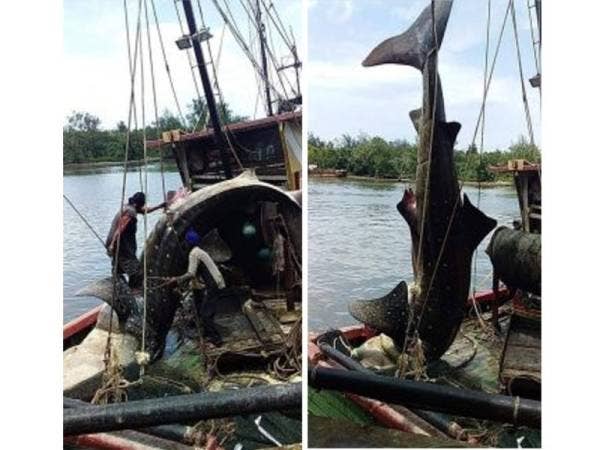 Bangkai yu paus masuk pukat nelayan di perairan Kuala Baram. - Utusan Borneo