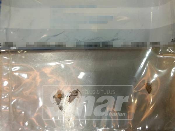 Lipas yang ditemui di dapur memasak.