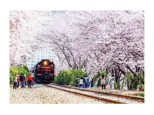 KOREA merupakan salah satu destinasi paling popular pada musim bunga dalam kalangan rakyat Malaysia.
