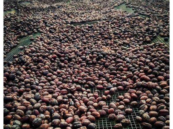 Perusahaan kopi di Kintamani.