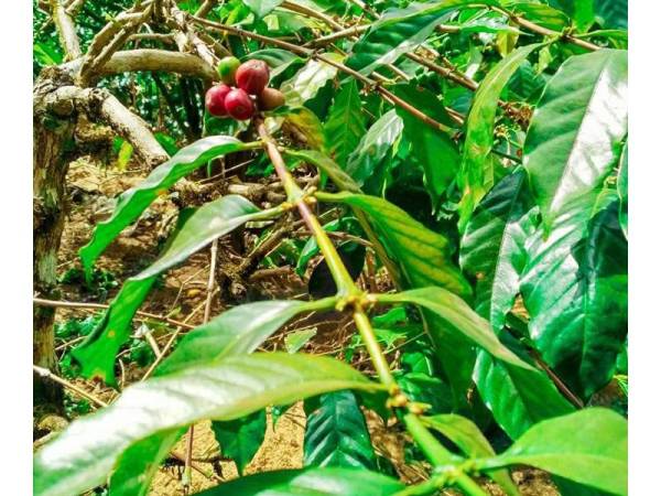 Tanaman kopi di Kintamani.