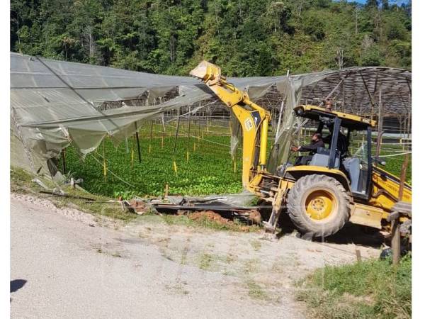 Antara kebun yang terlibat dalam operasi penguatkuasaan bermula 25 Februari lalu.

