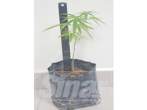 Pokok ganja yang dirampas polis dalam serbuan di rumah suspek. 