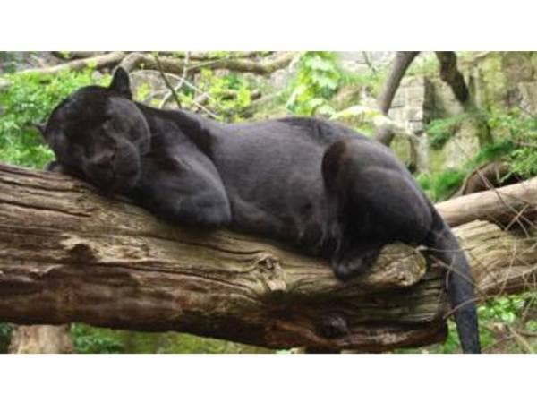 Seorang wanita yang mencerobohi kawasan larangan gara-gara mahu mengambil swafoto, diserang seekor jaguar. - Gambar Hiasan