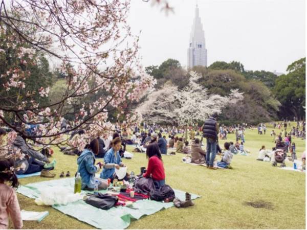 Terokai cara terbaik untuk menikmati penawaran masa terhad bunga sakura di Jepun!