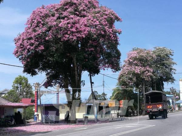 Pokok tekoma yang berbunga mekar di tepi jalan. 