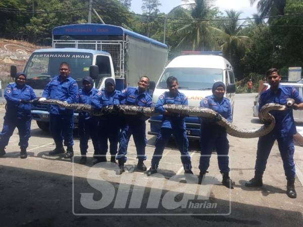 Ular seberat kira-kira 100 kg dan panjang kira-kira 5.64 meter yang ditangkap anggota APM