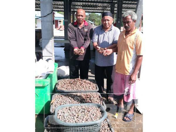 Kerang menjadi sumber rezeki nelayan di Ayer Baloi.