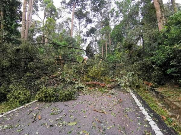 Banyak pokok tumbang dalam kejadian ribut di Taman Botani Negara.