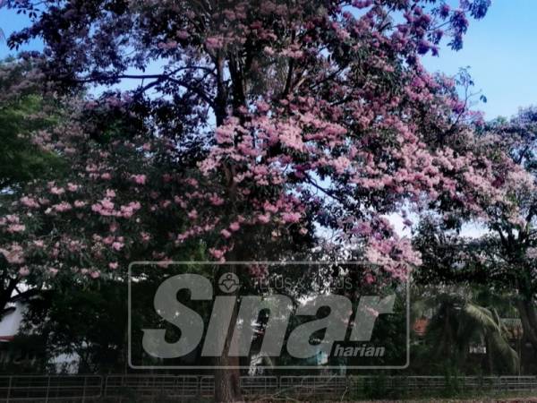 Sakura Kedah kembali berbunga