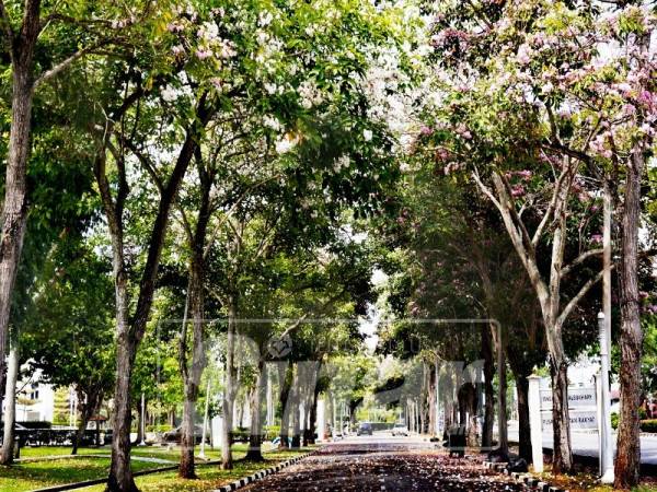
Pemandangan bunga Sakura Kedah mula berbunga di hadapan Masjid Al-Bukhary.