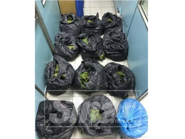 Daun ketum yang dirampas daripada suspek.