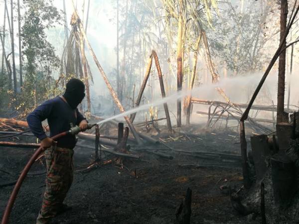 Seorang anggota bomba bersungguh-sungguh memadamkan kebakaran hutan berhampiran ladang nenas di kawasan IKS Pulau Serai di sini terbakar sejak enam hari lalu.