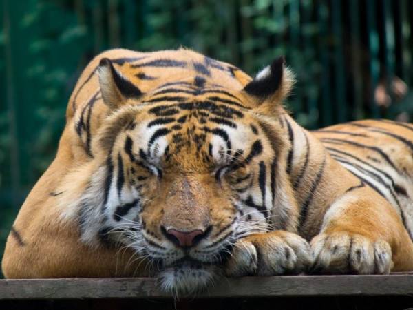 Unduh 9500 Koleksi Gambar Foto Harimau Malaya Terbaik Gratis HD