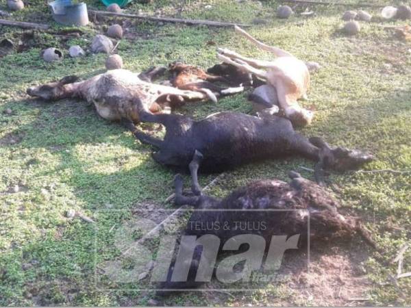 Sebahagian kambing yang mati selepas diserang anjing liar di dalam kandang ternakan.