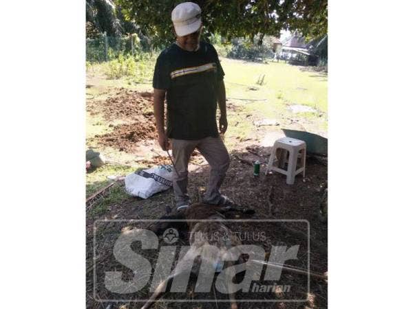 Nor Hamazi sedih melihat kambing ternakannya mati diserang anjing liar.