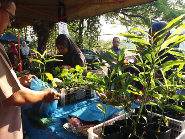 Pokok juga turut dijual di pasar tani.