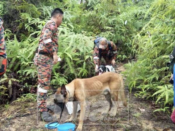 Khidmat Paula dan Tipo, anjing pengesan dari Unit K9 JBPM Kuala Lumpur diperlukan bagi mengesan mangsa.
