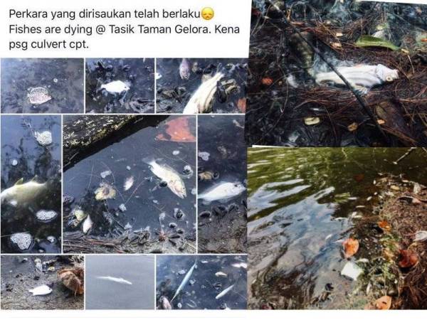 Kejadian ikan mati di tasik Taman Gelora turut dikongsi netizen di media sosial.
