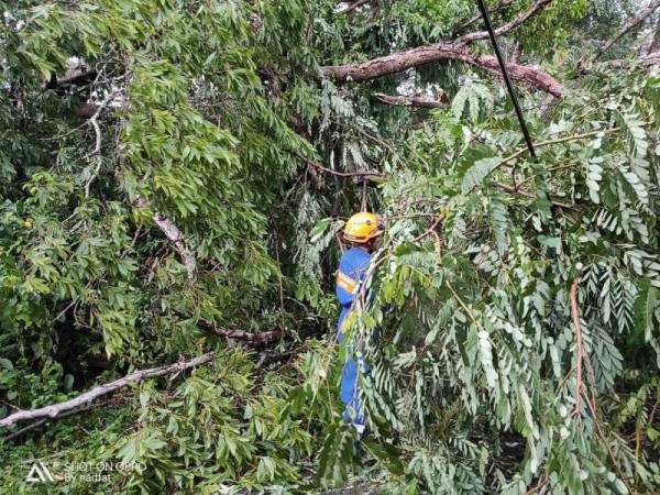 Anggota APM Padang Terap sedang membersihkan pokok yang tumbang dan menghalang laluan di Kampung Sungai Durian, petang tadi.
