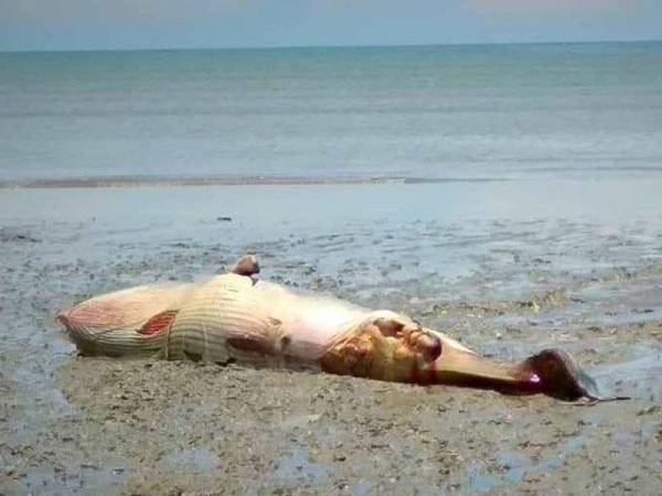 Bangkai ikan dipercayai paus yang ditemui pencari ketam nipah di tepi pantai Kuala Sala. - Foto Ihsan Pembaca Sinar Harian