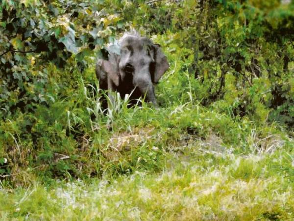 Gajah yang sempat dirakam penduduk.