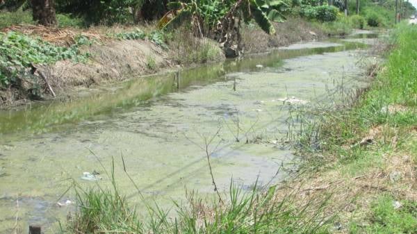 Beginilah sisa lumpur dari kolam ternakan ikan keli yang mendap dalam saliran.