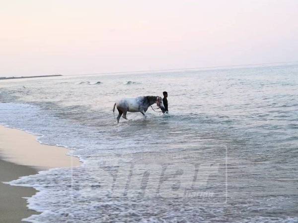 Kuda akan dibawa ke laut untuk mandi sekurang-kurangnya sebulan sekali dan bergantung pada keadaan cuaca dan ombak laut.