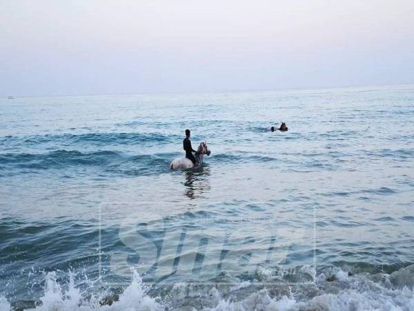 Kuda lasak milik Solehhim lebih tangkas berenang berbanding kudanya yang lain.