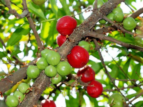 Apa ada dengan buah mahkota dewa?