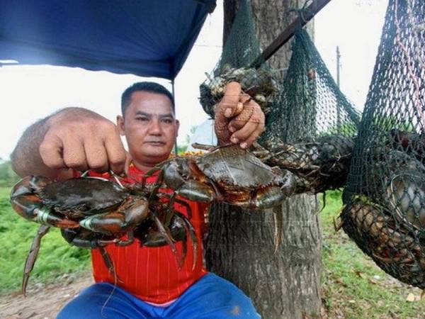 Ketam nipah menerima permintaan tinggi dari hotel dan restoran.