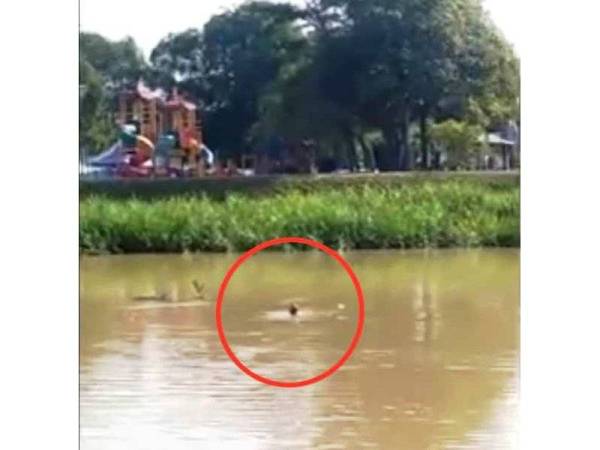 Sedutan rakaman video melalui telefon pintar menunjukkan keadaan mangsa terkapai-kapai meminta tolong di dalam Sungai Kerian, pagi tadi.
