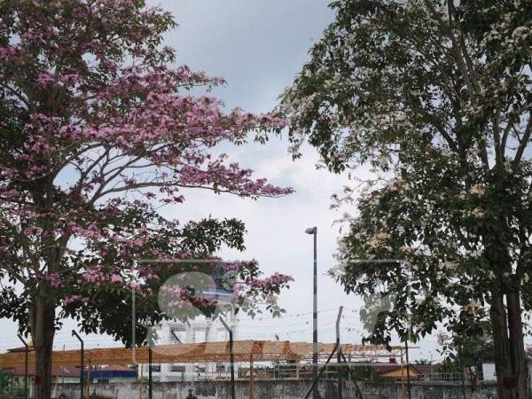 Pokok sakura di laluan pintu masuk ke Taman Air Manis, di sini.