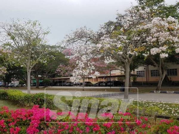 Pokok sakura di sepanjang jalan kampus PSIS.