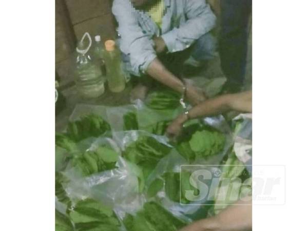 Suspek ditahan ketika sedang membungkus daum ketum.