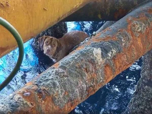 Anjing diberi nama Boonrod itu kelihatan berenang berhampiran sebuah pelantar penggerudian sebelum diselamatkan. - Foto Facebook Vitisak Payalaw