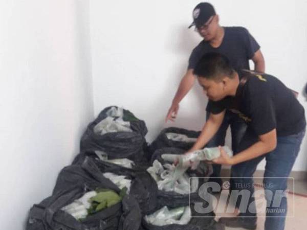 Pihak polis sedang memeriksa bungkusan daun ketum yang dirampas.