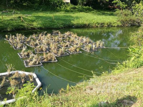 Tanah bencah terapung yang merupakan kebun atas air yang merupakan satu teknik pembersihan dan pengekalan kebersihan air untuk kelestarian sungai di UTM.