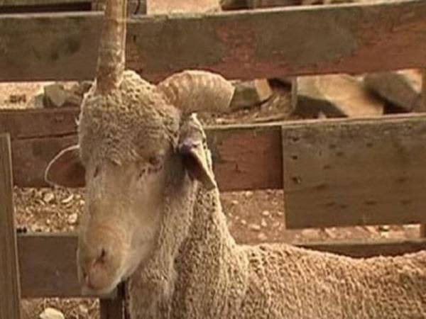Kambing tersebut memiliki tanduk di tengah kepala seperti seekor unikorn. - Foto 7NEWS.com.au
