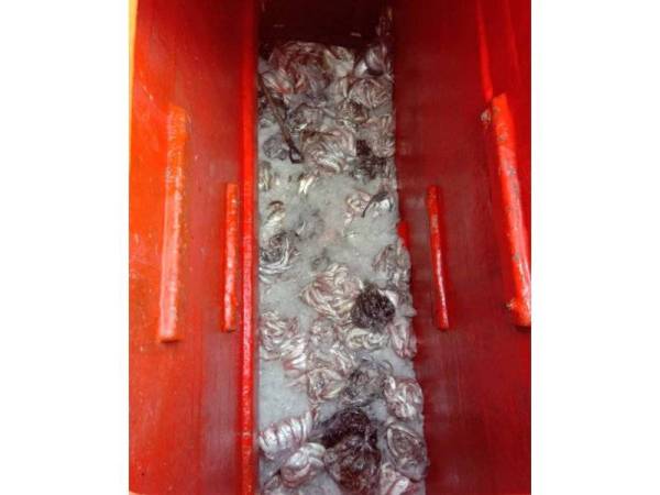 Hasil tangkapan yang ditemui dalam bot yang ditahan turut dirampas.