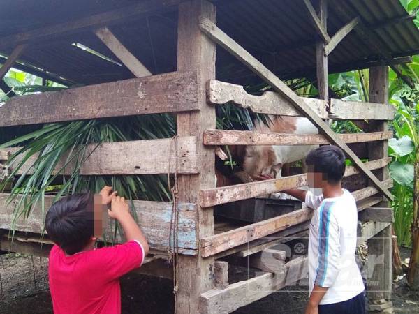 Ali (kanan) dan adiknya Syairi memberi makan kambing peliharaan datuknya.