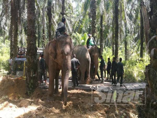 Proses pemindahan sedang dilakukan anggota Jabatan Perhilitan Kelantan dan PKGK Kuala Gandah di sini, kelmarin.